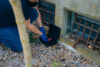 Infestations de rongeurs