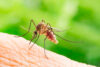 Aedes aegypti Mosquito. Close up a Mosquito sucking human blood,