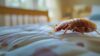 Close-Up Image of a Bed Bug on a Mattress in a Bedroom Setting – High-Resolution Stock Photo for Pest Control and Infestation Awareness