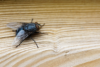 closeup-shot-fly-brown-wooden-surface 1