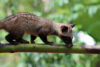 paradoxurus-hermaphroditus-closeup-branch-paradoxurus-hermaphroditus-closeup-with-natural-background