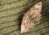 single-alcis-repandata-moth-knitted-wool-sweater-closeup-space-text 1
